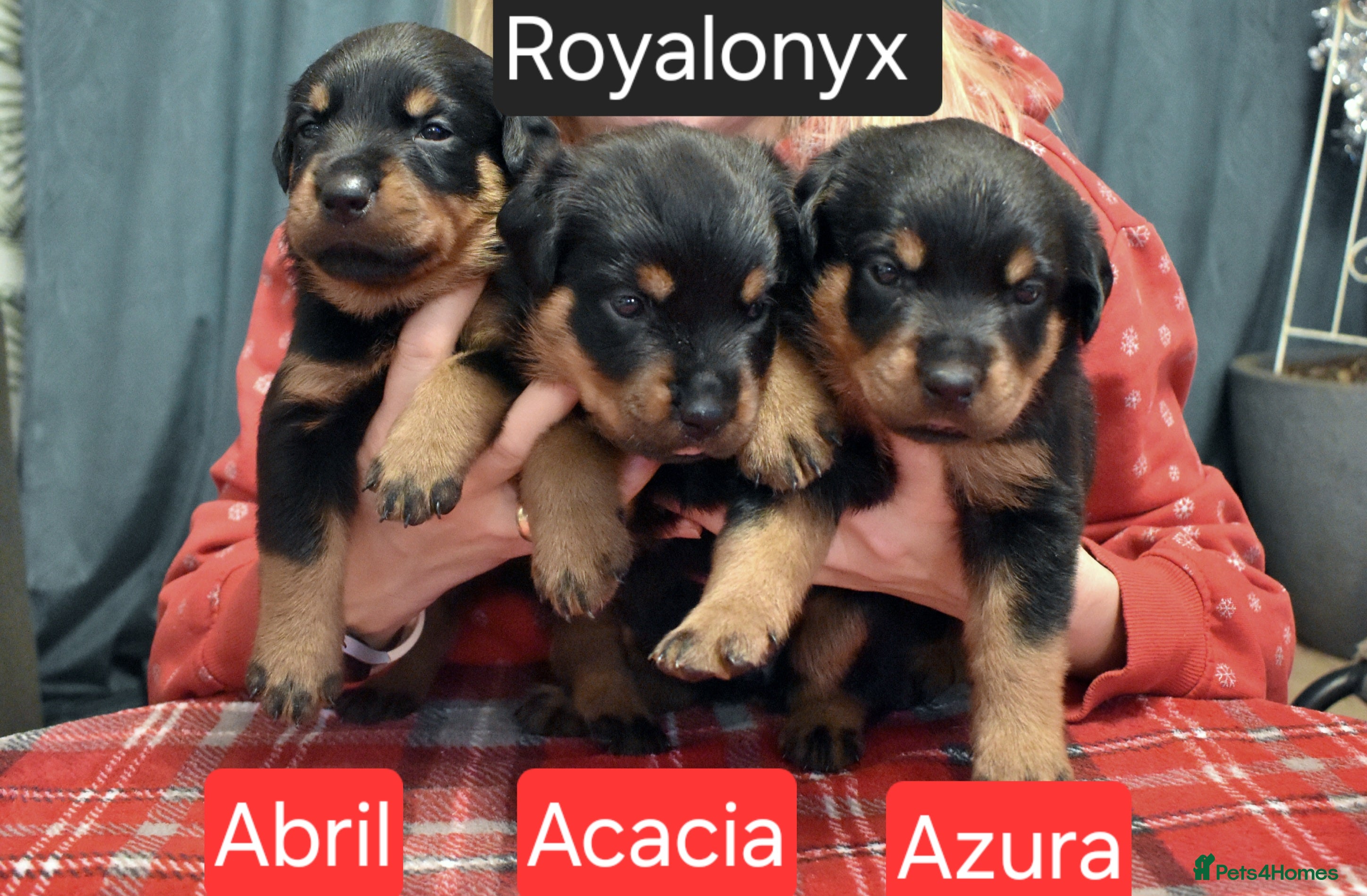 Rottweiler dogs KC chunky rottweiler puppies - Advert 1