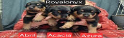 Rottweiler dogs for sale: KC chunky rottweiler puppies - Advert 4