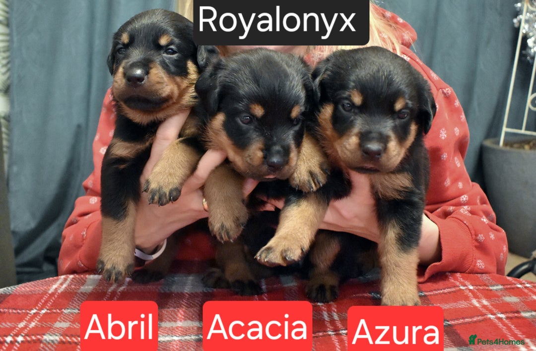 Rottweiler dogs for sale: KC chunky rottweiler puppies - Advert 4