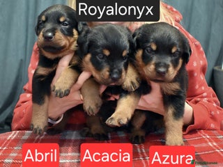 Rottweiler dogs KC chunky rottweiler puppies - Advert 2