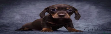 Miniature Dachshund Puppy 1