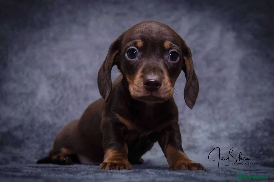 Miniature Dachshund dogs for sale: 1 little choc and tan girl ready to go now  - Advert 1