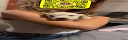 Cockapoo dogs for sale: Male cockapoo pup in Ballymena - Advert 3