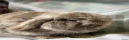 Mini Lop rabbits for sale: Pure bred show quality mini lops  - Advert 21