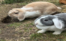 Mixed Breed rabbits for sale: Rabbit rescue  in Diss - Image 18
