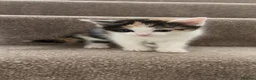 Mixed Breed cats for sale: Beautiful Tri Colour Calico Tuxedo Tabby Kittens - Advert 13