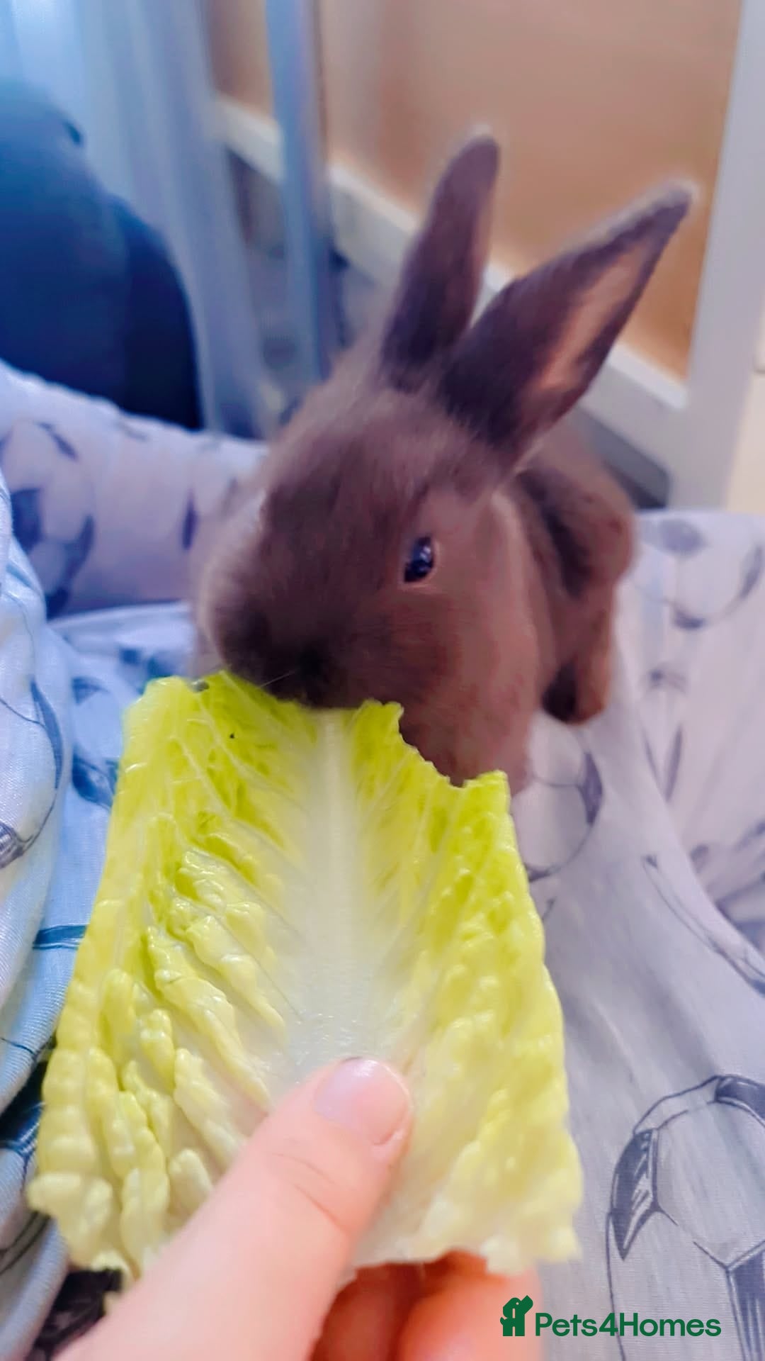 Alaska rabbits for sale: Alaskan rabbits - Advert 3