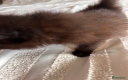 Ragdoll cats for sale: Gorgeous fluffy Ragdoll x kitten  - Image 9