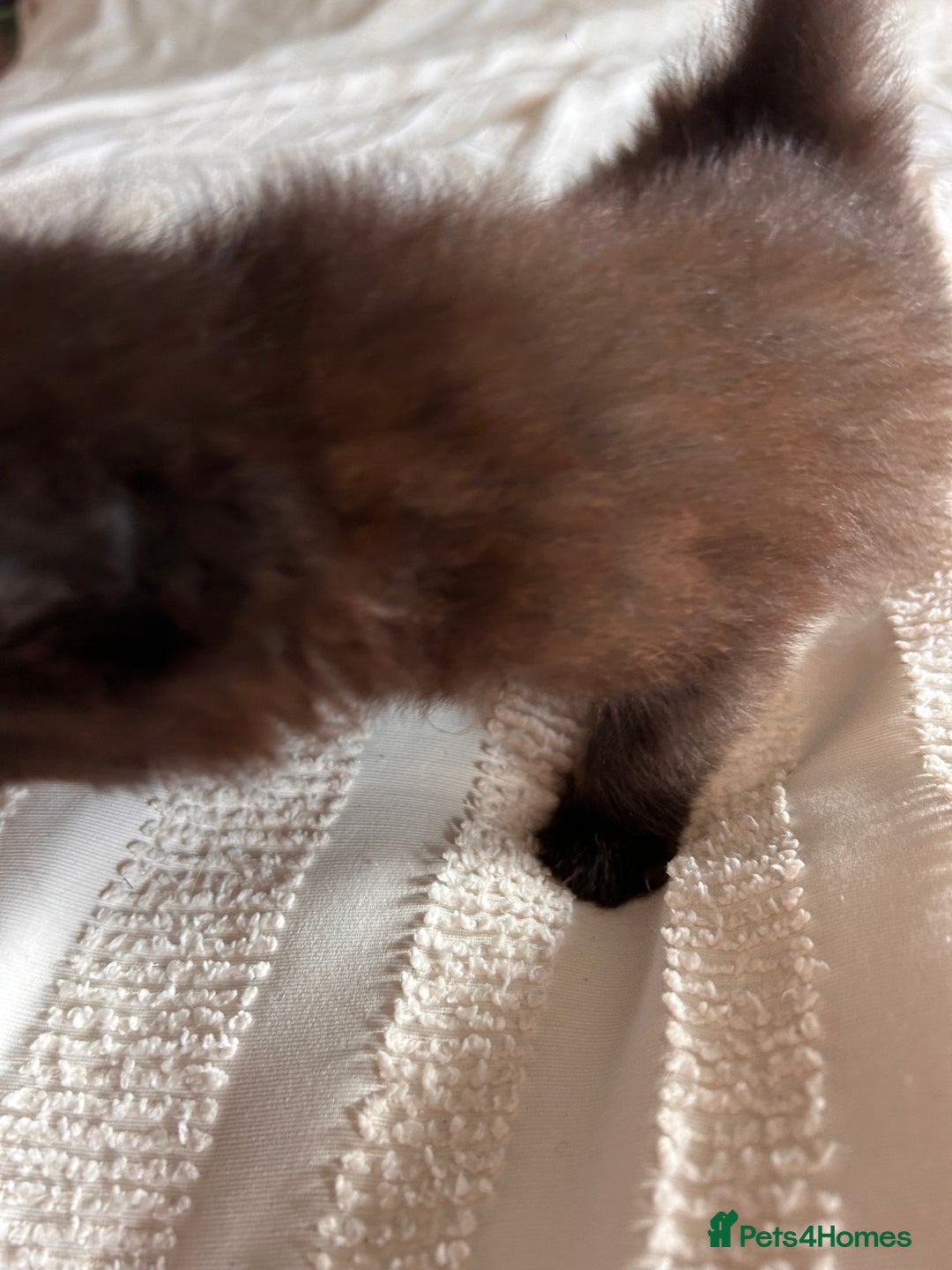 Ragdoll cats for sale: Gorgeous fluffy Ragdoll x kitten  - Image 9