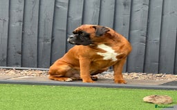 Boxer dogs for stud: Health tested Bobtail for stud - Image 1
