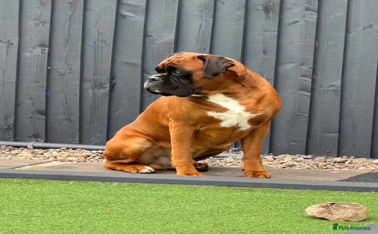 Boxer dogs - Advert 9