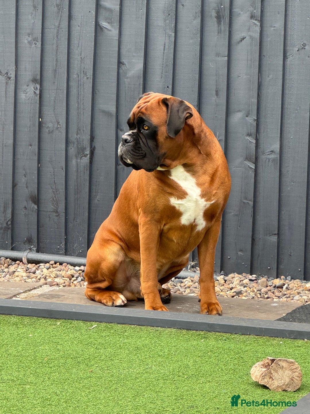 Boxer dogs for stud: Health tested Bobtail for stud - Image 1