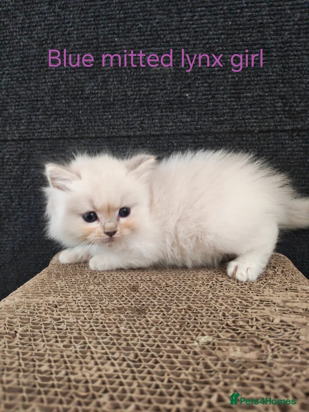 Ragdoll cats for sale: BEAUTIFUL RAGDOLLS KITTENS GCCF REGISTERED  - Advert 2