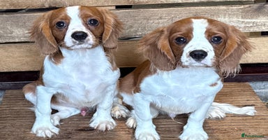 Cavalier King Charles Spaniel dogs in Stafford - Advert 3