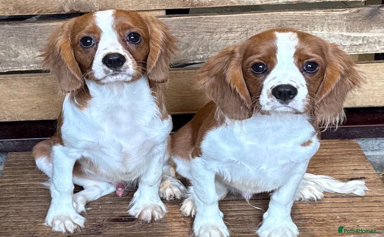 Cavalier King Charles Spaniel dogs in Stafford - Advert 11