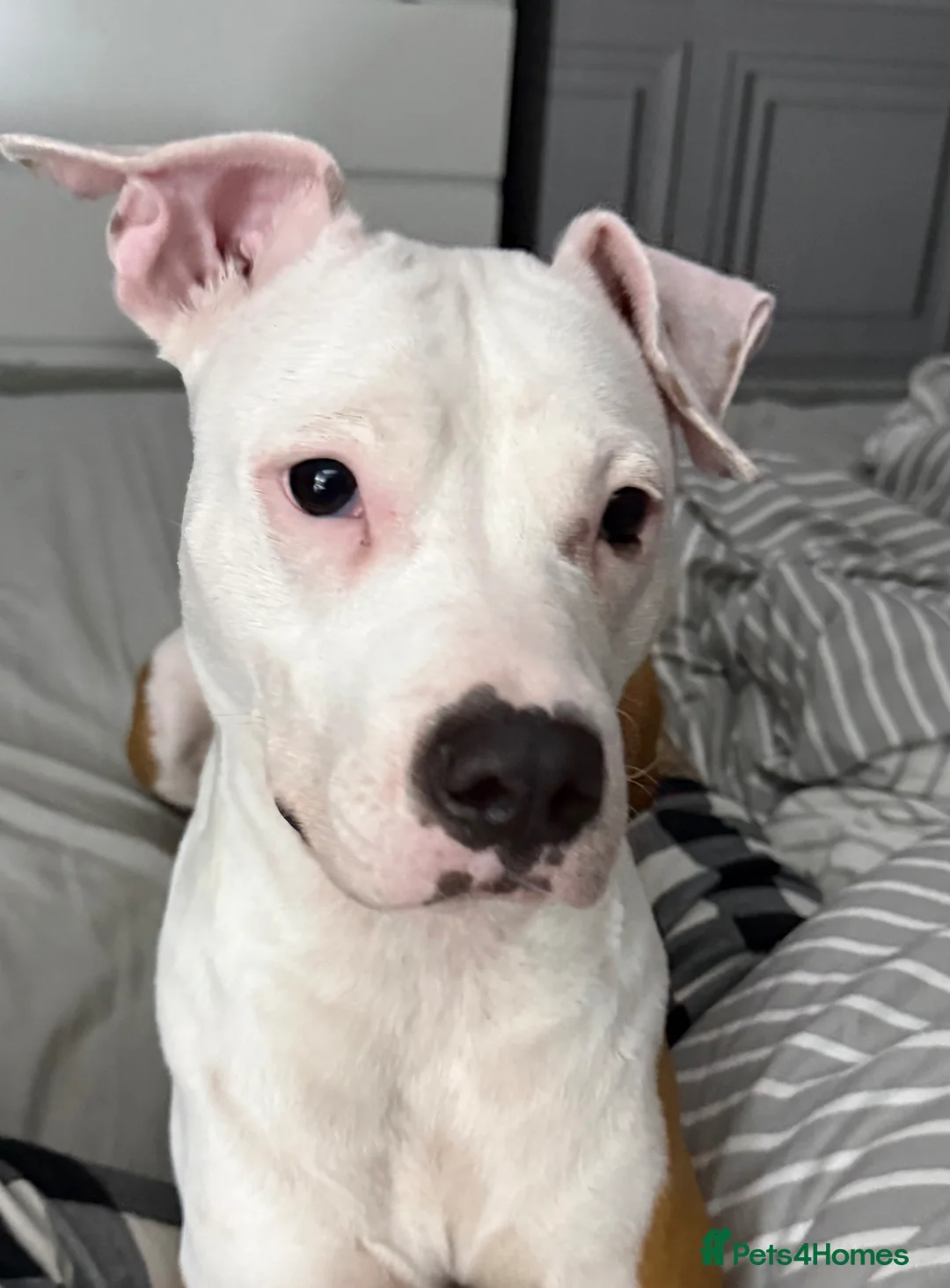 American Bull Staffy dogs for sale: Beautiful litter of American Staff pups - Advert 1