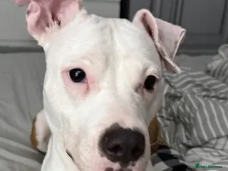 American Bull Staffy dogs Beautiful litter of American Staff pups - Advert 8