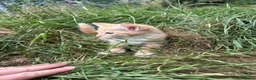Mixed Breed cats for sale: Farm Kittens - Ready Now!  - Advert 9