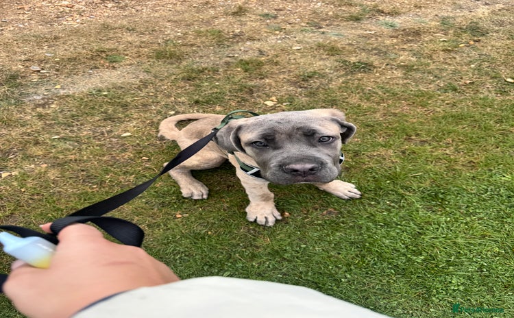 Cane Corso dogs - Advert 1