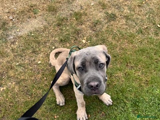 Cane Corso dogs - Advert 2