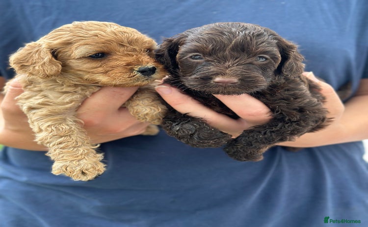 Cavapoo dogs - Advert 1
