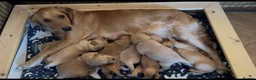 Golden Retriever dogs for sale: KC Working Line Golden Retriever Puppies - Advert 1