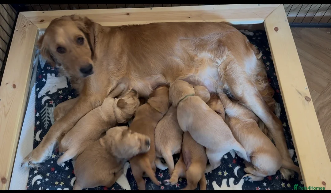 Golden Retriever dogs for sale: KC Working Line Golden Retriever Puppies - Advert 1