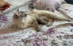Ragdoll cats for sale: Rehoming this handsome Ragdoll male cross tabby - Image 15