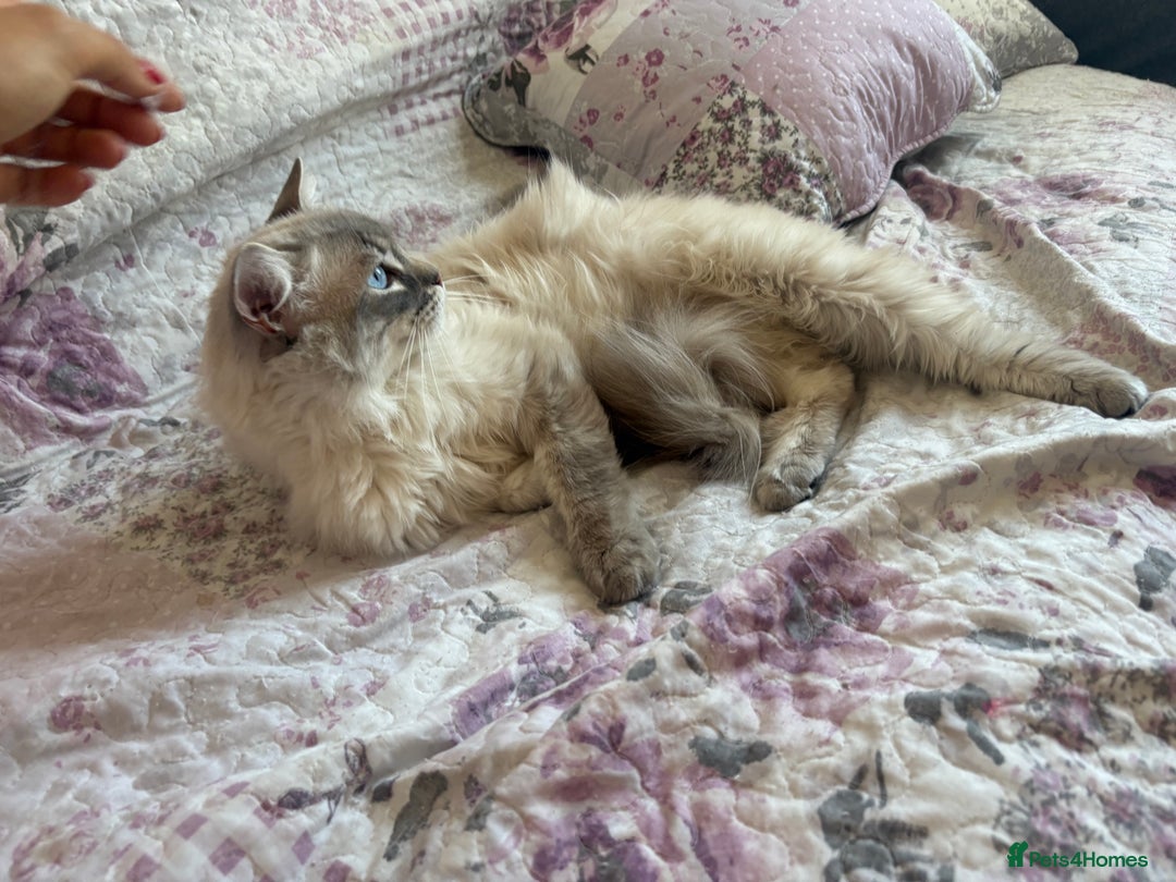 Ragdoll cats for sale: Rehoming this handsome Ragdoll male cross tabby - Image 15