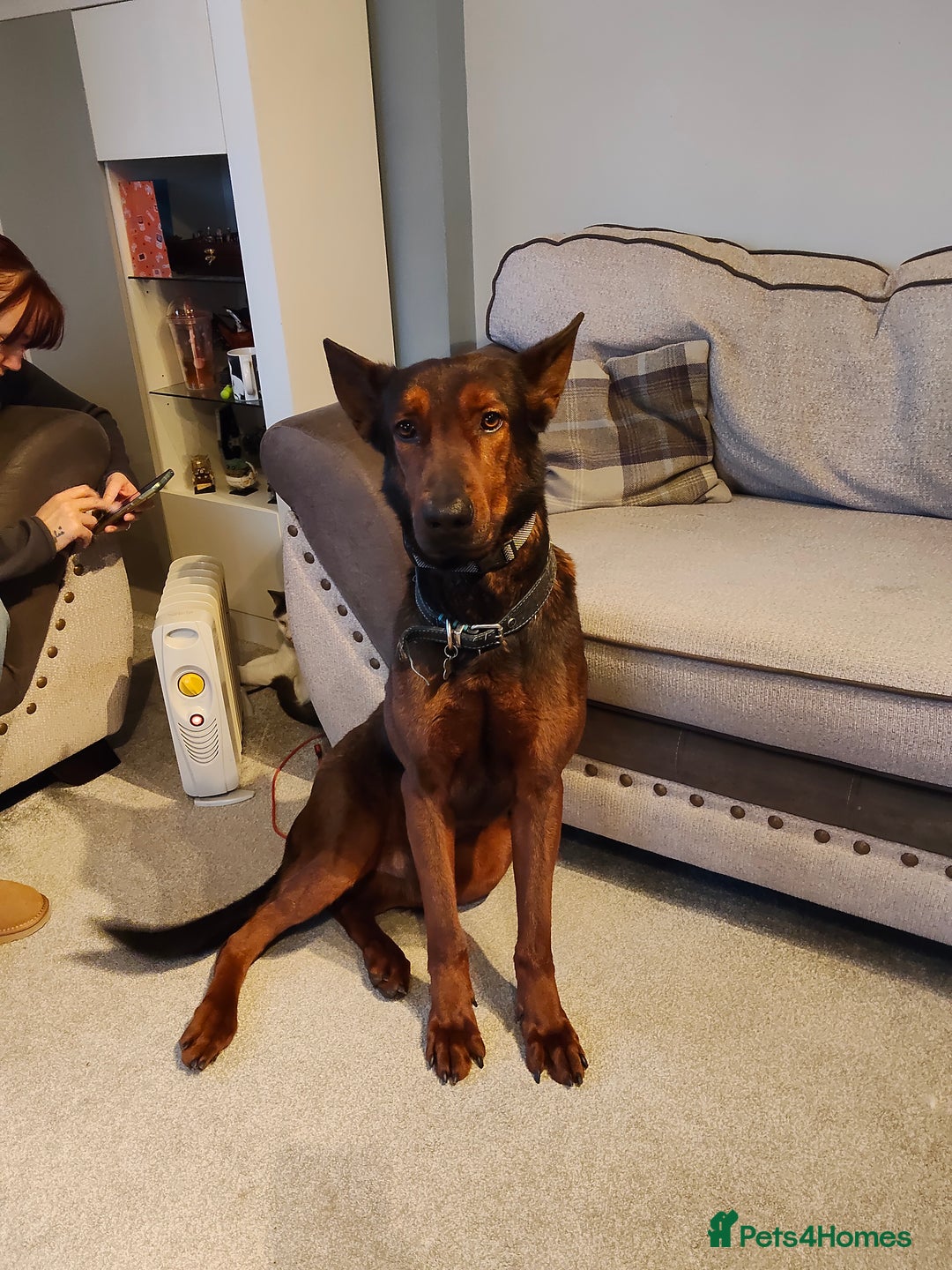 Chinese Red Dog dogs for sale: Looking for a new home. - Advert 2