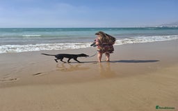 Mixed Breed dogs for sale: Moroccan Puppy  - Image 3