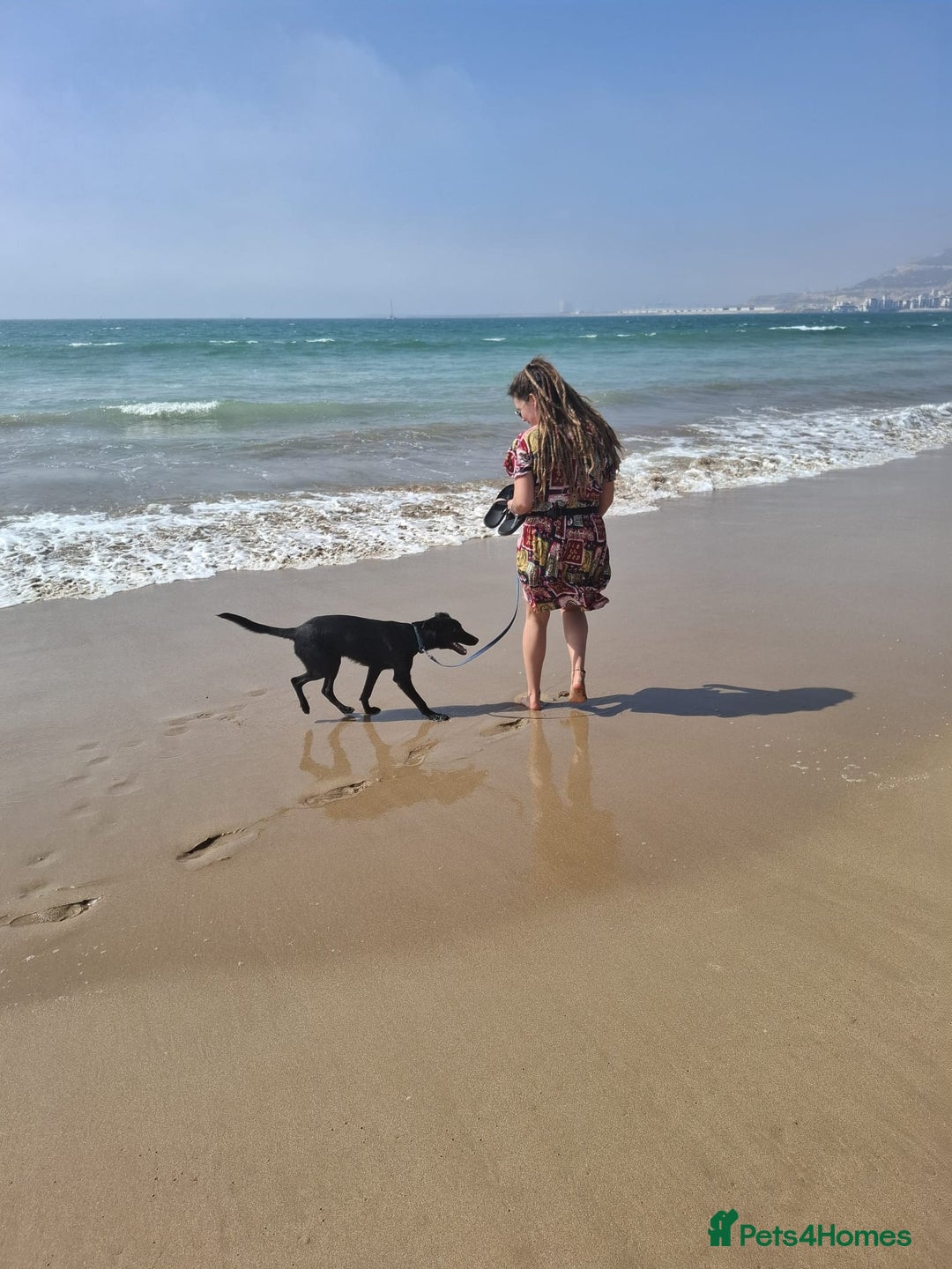 Mixed Breed dogs for sale: Moroccan Puppy  - Image 3