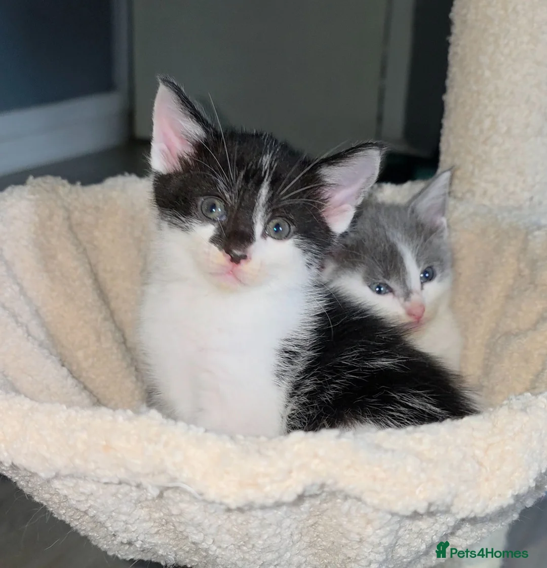 Mixed Breed cats for sale: Maine Coon x Oriental Mix - Advert 1
