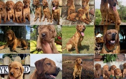 Labrador Retriever dogs for sale: Sykehead have 12 Fox Red Lab Puppies   - Image 1