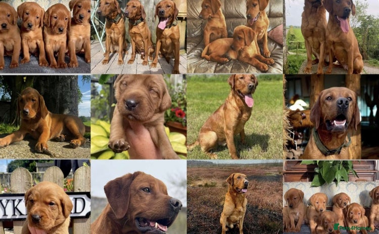 Labrador Retriever dogs - Advert 9