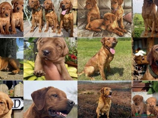 Labrador Retriever dogs - Advert 4