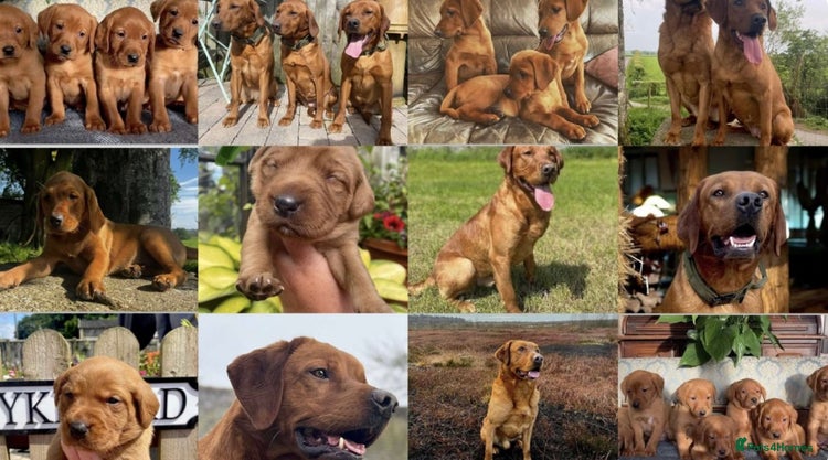 Labrador Retriever dogs - Advert 2