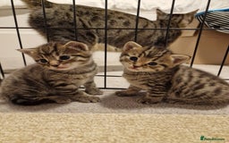 Mixed Breed cats for sale: Beautiful kittens for loving homes from 8th Aug  - Image 18