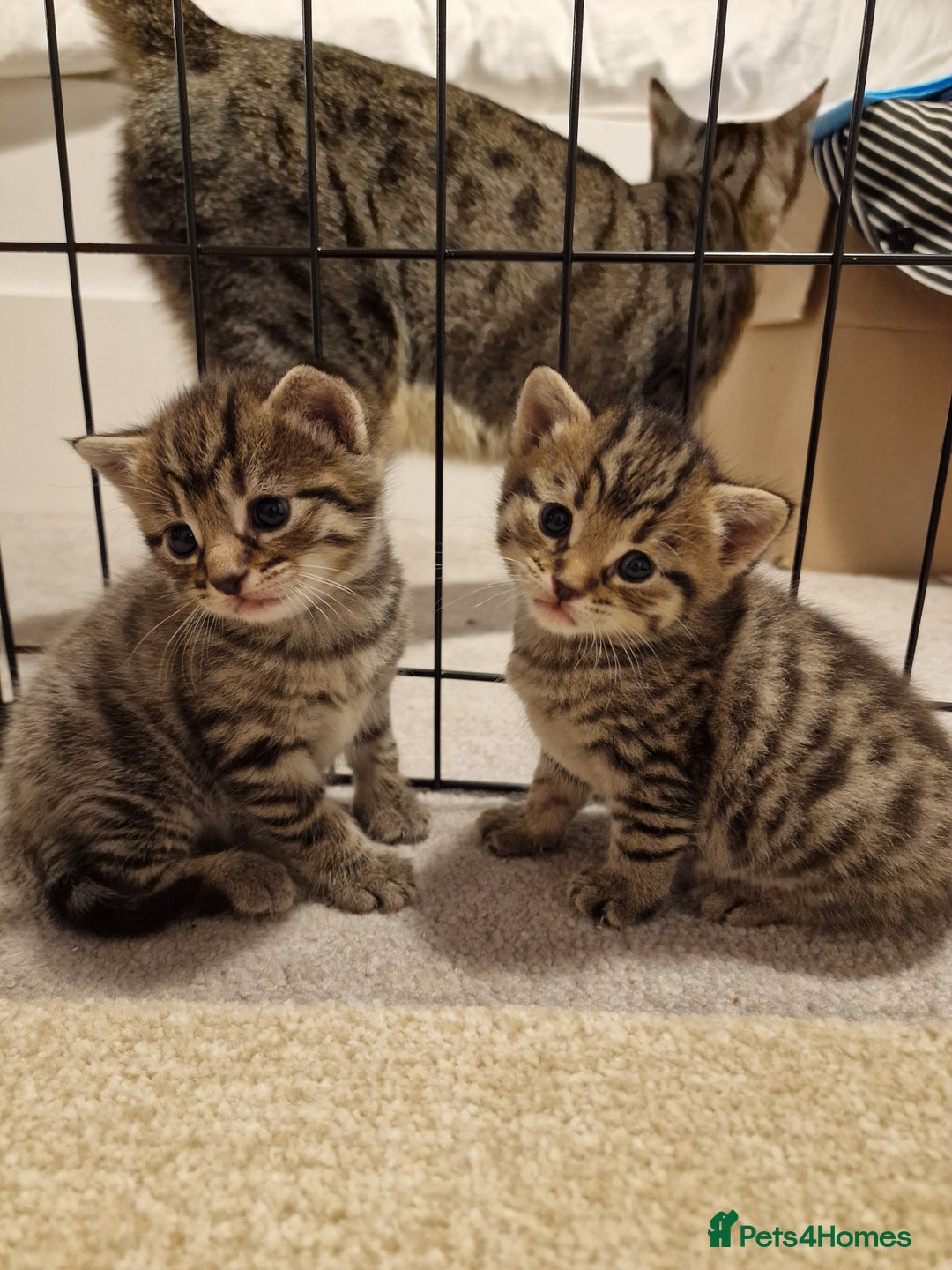 Mixed Breed cats for sale: Beautiful kittens for loving homes from 8th Aug  - Image 18