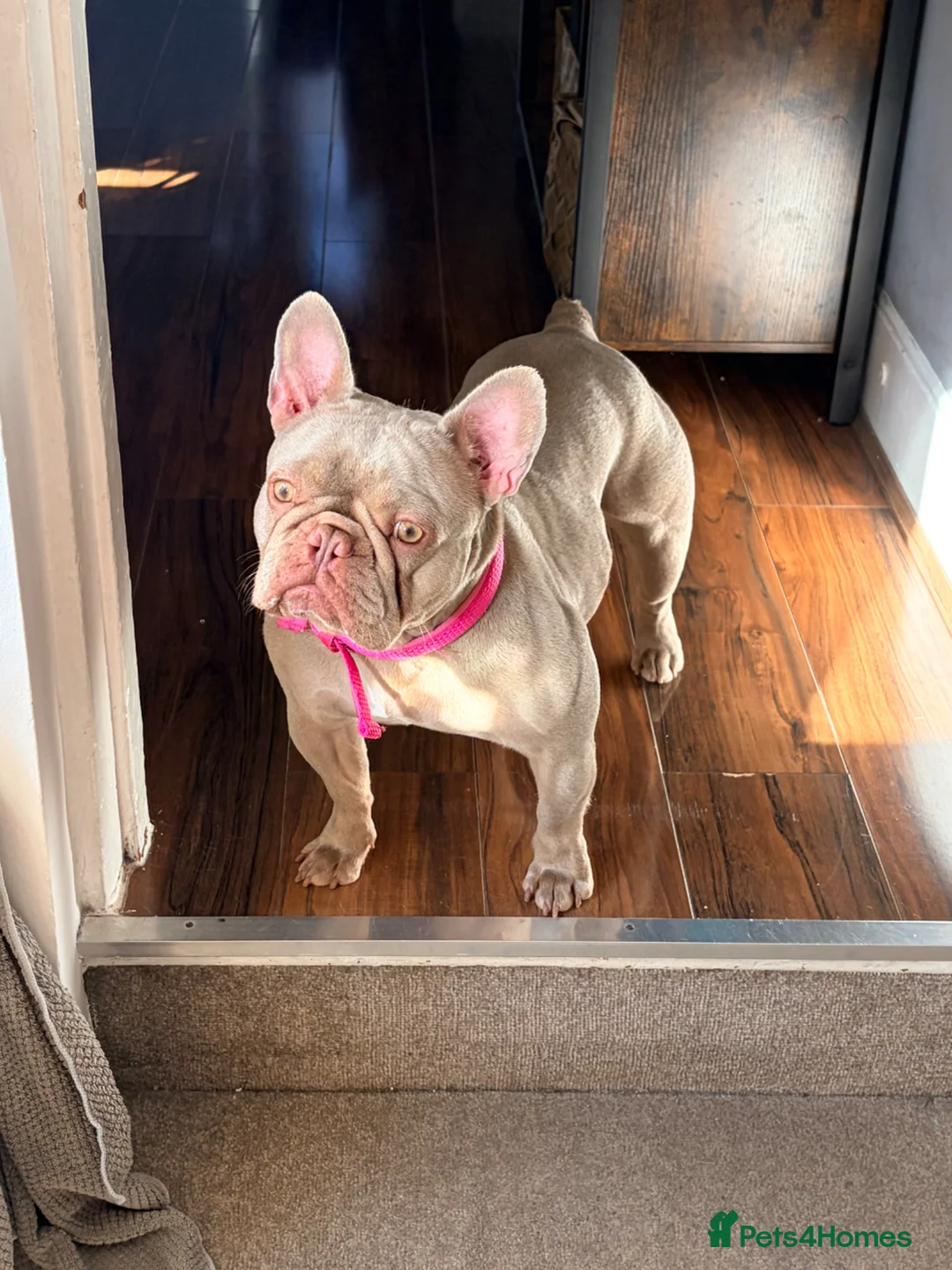 French Bulldog dogs for sale: Looking For Forever home blue French bulldog age 3 in Bedford - Advert 2