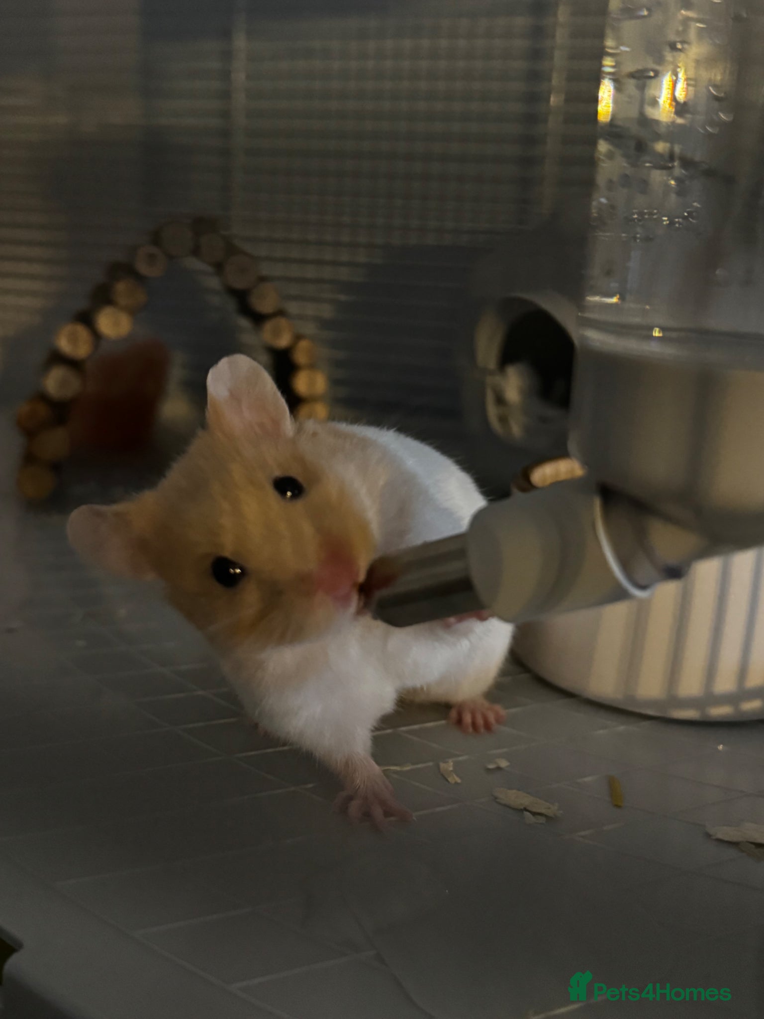 Hamster rodents Syrian hamster cage included + accessories  - Advert 2