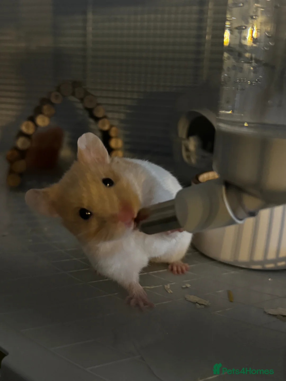 Hamster rodents for sale: Syrian hamster cage included + accessories  - Advert 1