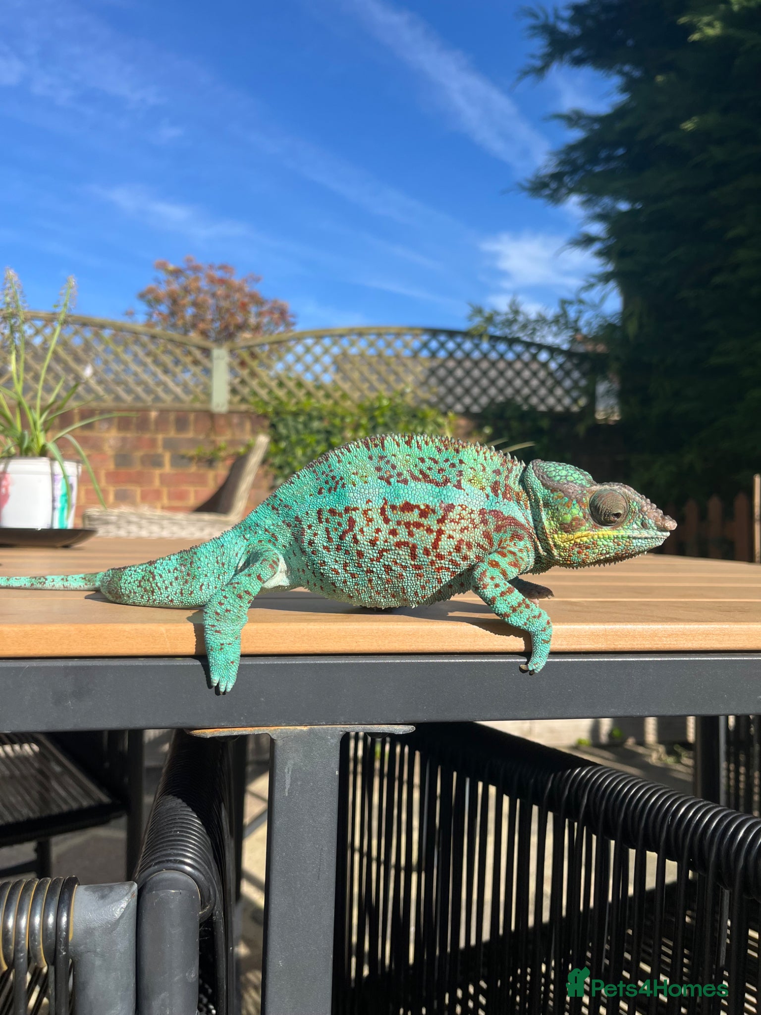 Chameleon reptiles Ambilobe Panther Chameleons  - Advert 4