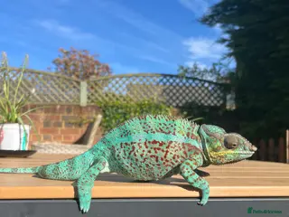 Chameleon reptiles Ambilobe Panther Chameleons - Advert 4