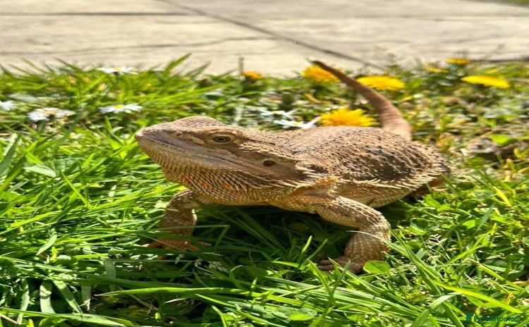 Bearded Dragon reptiles - Advert 1