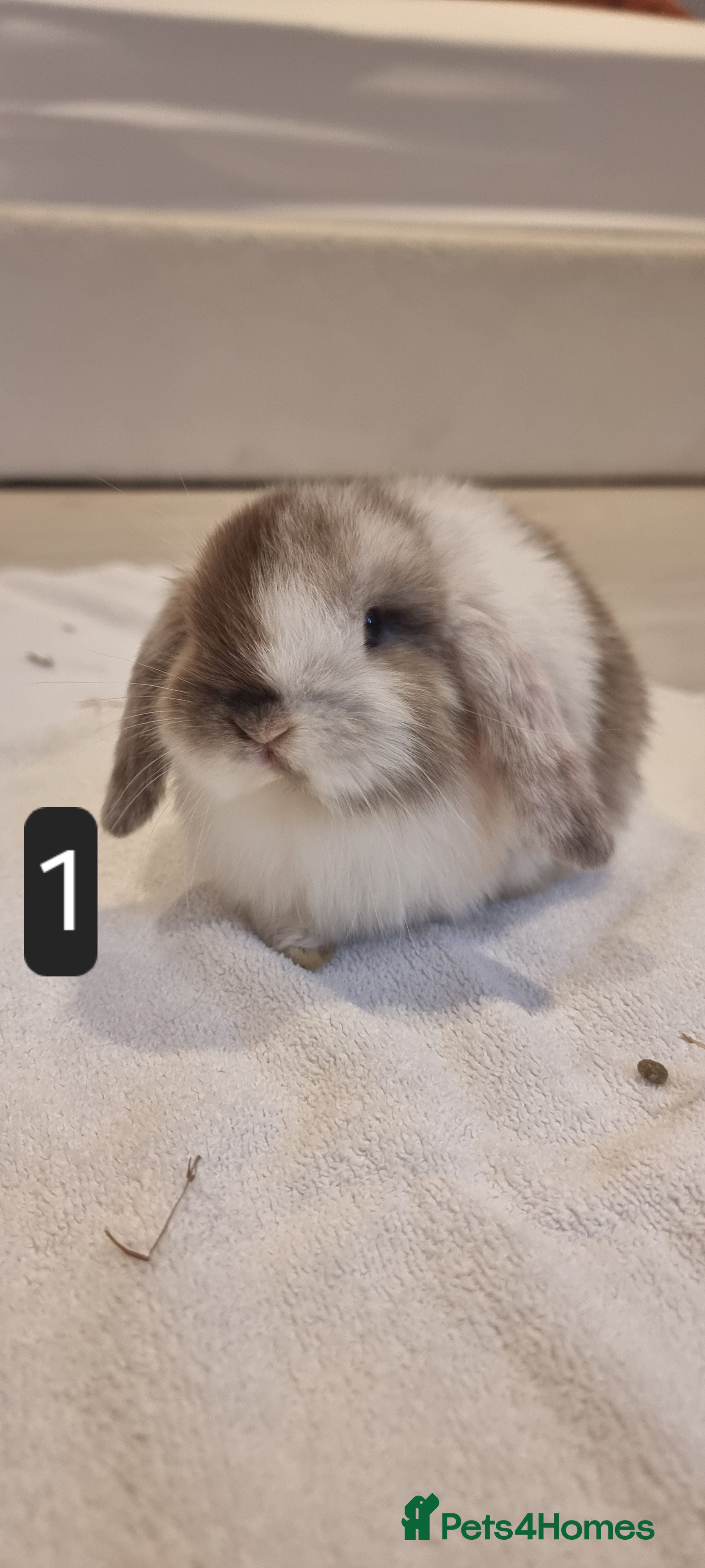 Mini Lop rabbits Adorable Purebred Mini Lop Bunnies - Advert 1