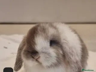 Mini Lop rabbits Adorable Purebred Mini Lop Bunnies - Advert 1