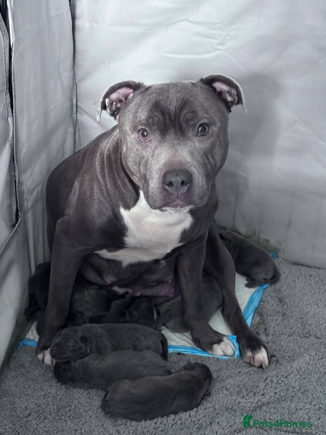 Staffordshire Bull Terrier dogs for sale: Beautiful blue Staffy pups  - Advert 1