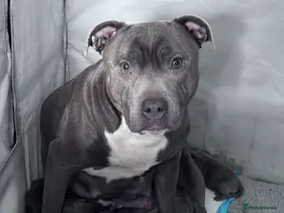 Staffordshire Bull Terrier dogs Beautiful blue Staffy pups - Advert 12