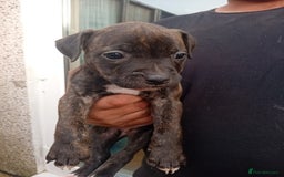 American Bulldog dogs for sale: Amercian Bulldog Pups 🐾  - Image 7